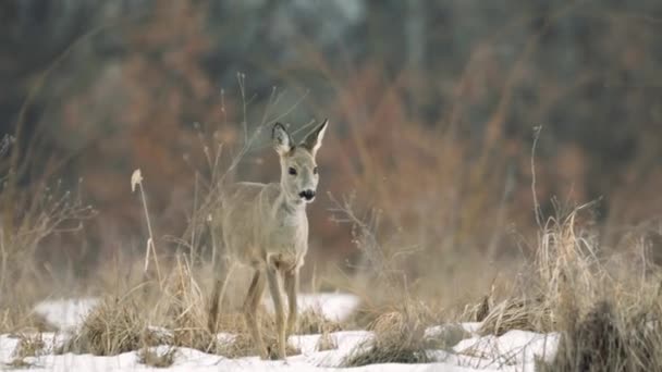 Rådjur Går Genom Snön Kanta Skogen — Stockvideo