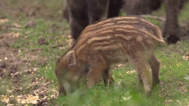 Prosięta Dwóch Dzikich Świń Stadzie Żywienie — Wideo stockowe