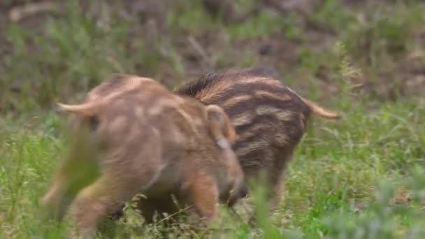 porcelets de porc sauvage se battant pour la nourriture dans l'herbe 