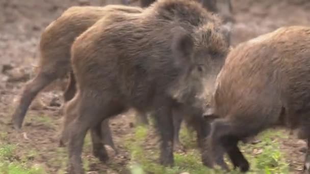 Wild Hogs Herd Feeding Forest Daytime — Stock Video