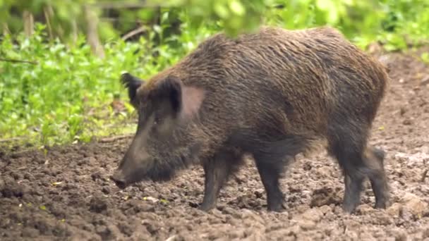 Kvinnliga Wild Hog Att Undersöka Omgivningen Innan Besättningen Kommer — Stockvideo