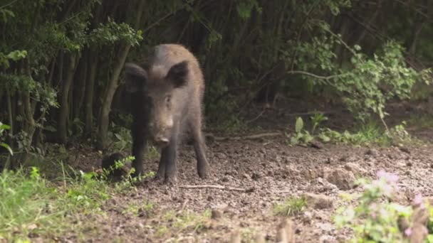 Ύποπτες Νεαρό Αρσενικό Άγριο Γουρούνι Που Πηγαίνει Γύρω Από Κοπάδι — Αρχείο Βίντεο