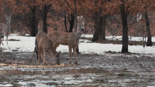 Pano Right Left Herd Roe Deer — Stock Video