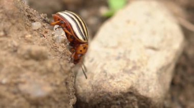 Colorado böceği yerdeki çakıl taşları üzerinde tarama