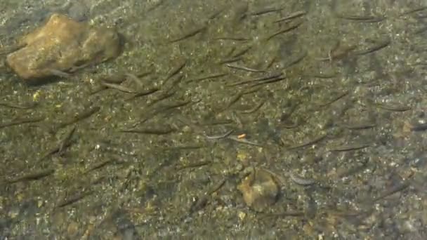 Шов Молодої Форелі Риби Плавання Повільний Рух — стокове відео