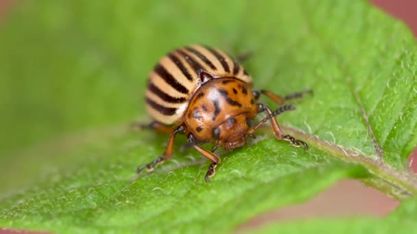 Colorado Kever Een Aardappel Blad Macro Schot — Stockvideo