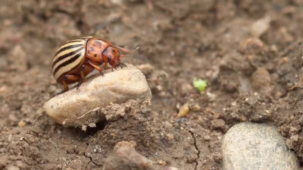 Escarabajo Colorado Caminando Por Suelo Macro Disparo — Vídeos de Stock