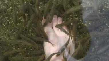 Hayvanlar için spot besleme, Mısır fasulye Dispergatör korucu