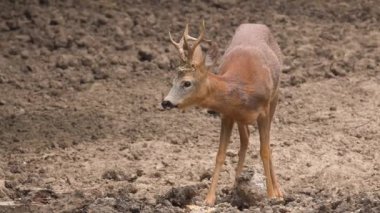 Mısır yerden yeme bir roebuck closeup