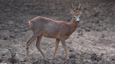 Eski roebuck Mısır besleme