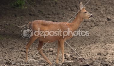 Hamile beslenme, karaca spot ormanda