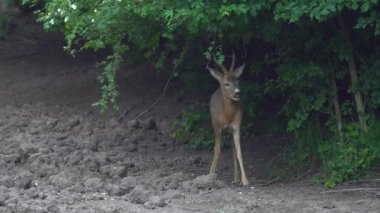 Bir ağaçlarının yaprakları yiyor ve kamera doğru hareket roebuck