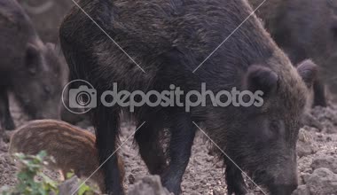 Çılgın motorcu ekmek ve yavrularını besleme,