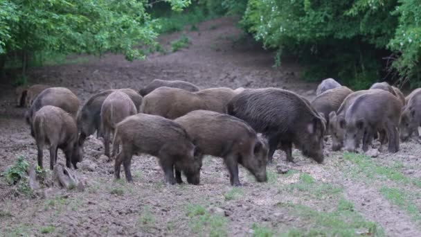 Big Herd Feral Pigs Rooting Forest — Stock Video