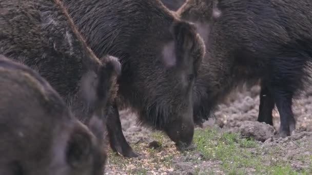 Closeup Herd Adult Feral Pigs Eating Corn — Stock Video