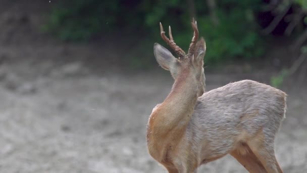 Waarschuwing Jonge Roebuck Voeden Met Maïs Rondkijken — Stockvideo