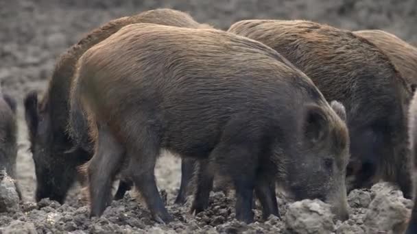 Grupa Młodych Samców Świń Dzikich Karmienia Zakorzenienia — Wideo stockowe