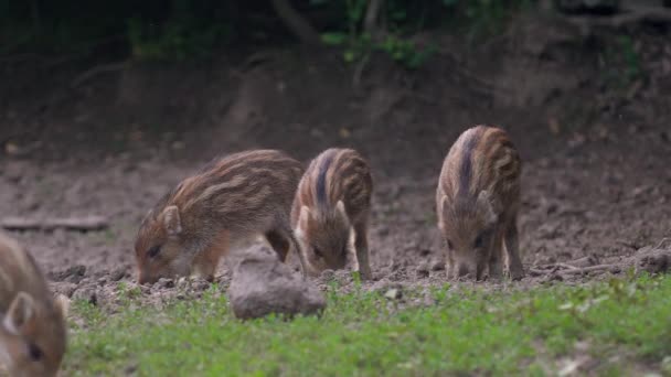 Cute Wild Hog Piglets Feeding Forest — Stock Video