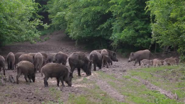 Grand Troupeau Porcs Sauvages Nourrissant Dans Forêt — Video