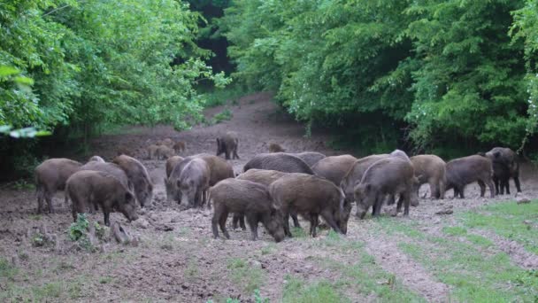 Gran Manada Jabalíes Todas Las Edades Bosque — Vídeos de Stock