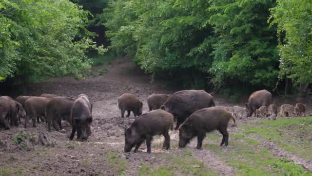 Gran Manada Cerdos Salvajes Alimentándose Bosque — Vídeo de stock