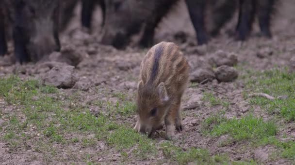 Kleines Wildschweinferkel Fühlt Sich Inmitten Der Herde Sicher — Stockvideo