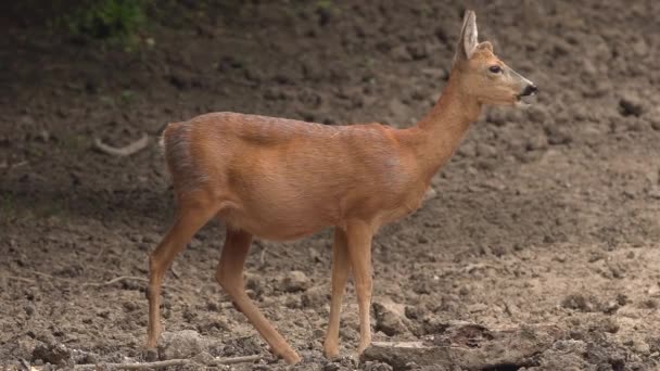 Gravida Rådjur Utfodring Plats Skogen — Stockvideo