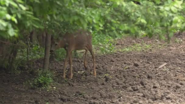 Αυγοτάραχο Buck Βγαίνει Από Δάσος — Αρχείο Βίντεο