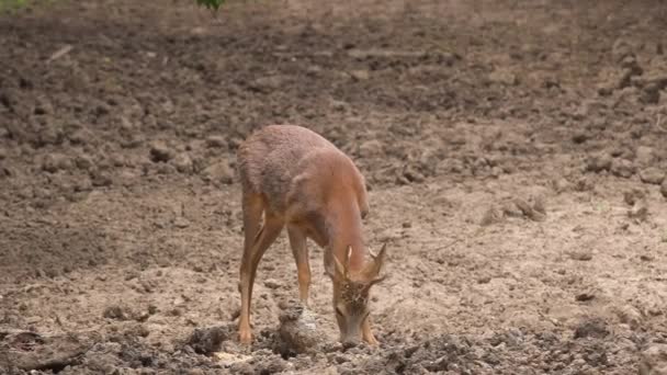Karaca Yemek Mısır Fasulye Spot Besleme Buck — Stok video