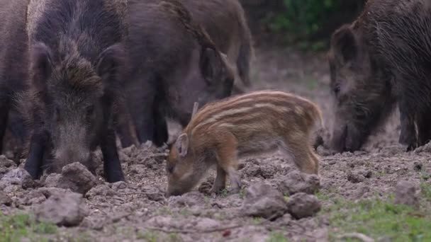 Porcelet Porc Sauvage Milieu Troupeau — Video