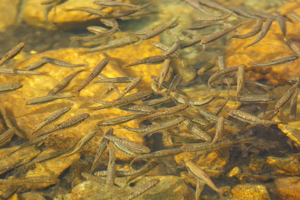 Shoal Juvenile Trout Mountain River — Stock Photo, Image