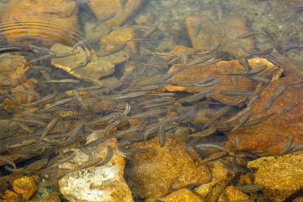 Shoal Păstrăv Juvenil Râul Munte — Fotografie, imagine de stoc