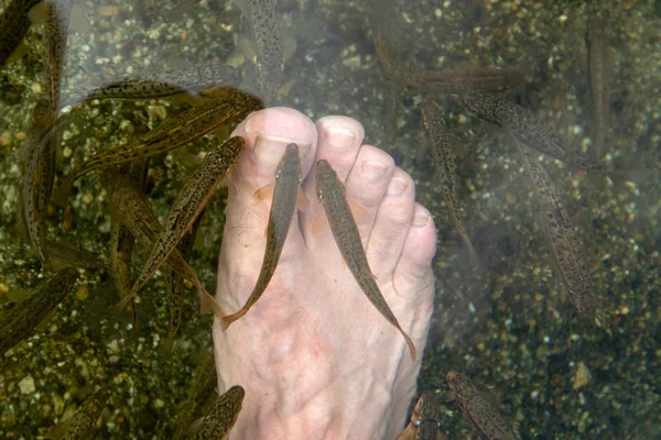 魚温泉 マスの浅瀬でずぼら人間の足 — ストック写真