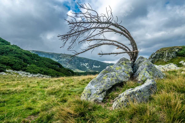 Landscape with a dead dwarf pine tree bend over — Stock Image Landscape Dead Dwarf Pine Tree Bend Stock Picture