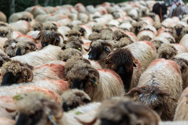 山の中の道路を横断する羊の群れ — ストック写真