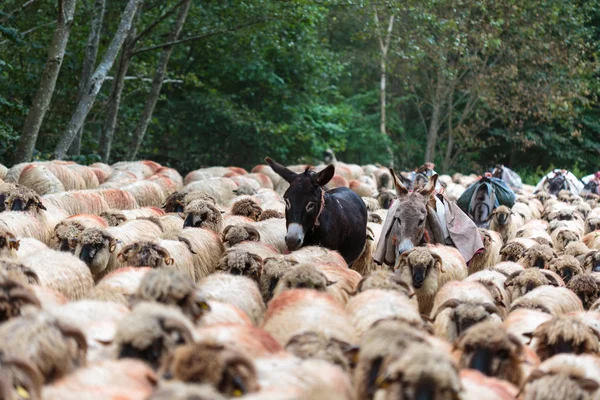 Mules Rebaño Ovejas Camino — Foto de Stock