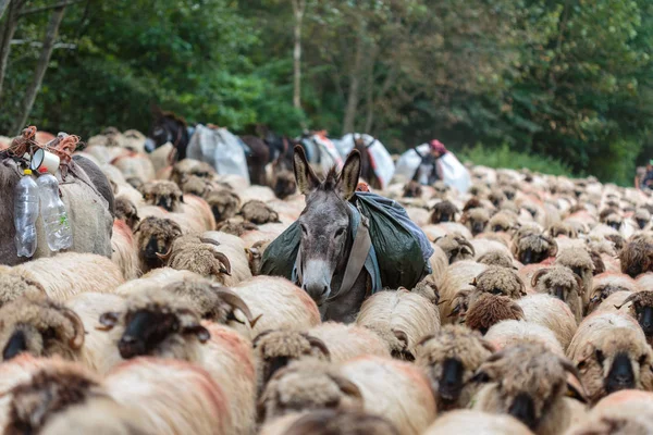 ラバと道路の羊の群れ — ストック写真
