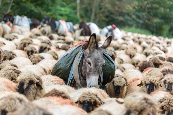 Mules Rebaño Ovejas Camino —  Fotos de Stock