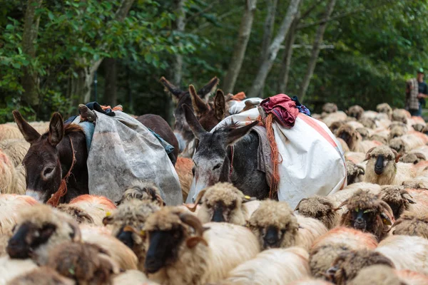 Muildieren Een Kudde Schapen Weg — Stockfoto