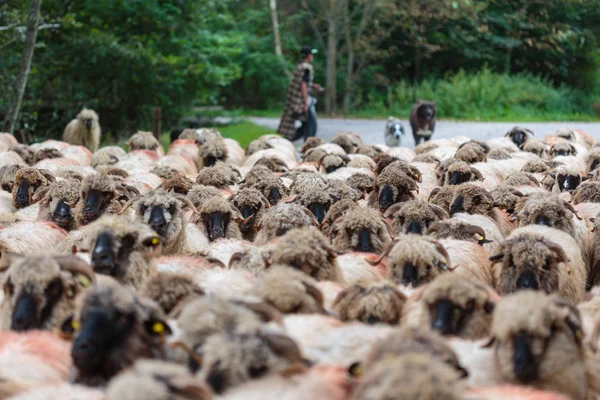 Mules and a flock of sheep on the road