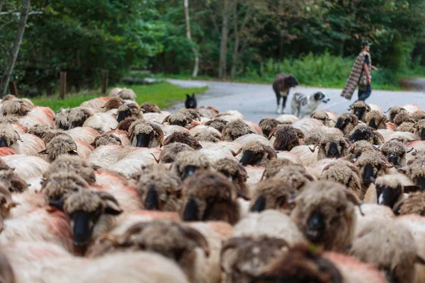 Maultiere Und Eine Schafherde Unterwegs — Stockfoto
