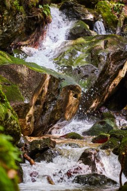 Güzel manzara nehir gündüz yeşil bitkiler tarafından çevrili yemyeşil Kanyon ile