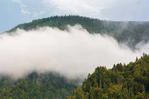 Paisagem Com Montanhas Cobertas Florestas Pinheiros Rodeadas Nuvens — Fotografia de Stock