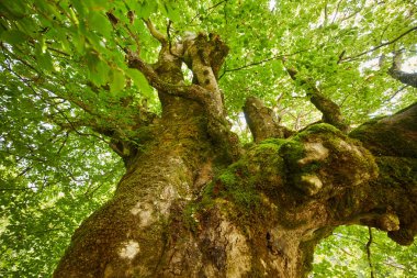 Yaz boyunca büyük sanatının bir asırlık kayın ağacı