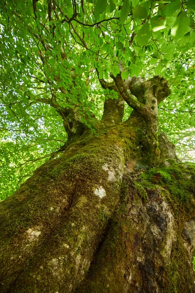 Enorme Árvore Centenária Faia Durante Verão — Fotografia de Stock