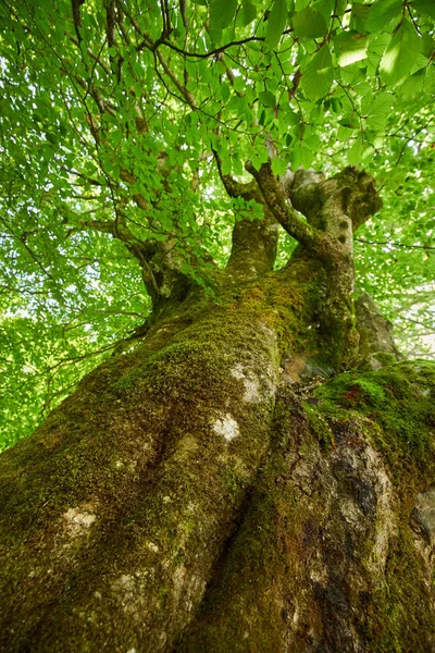 Hêtre Centenaire Énorme Pendant Été — Photo