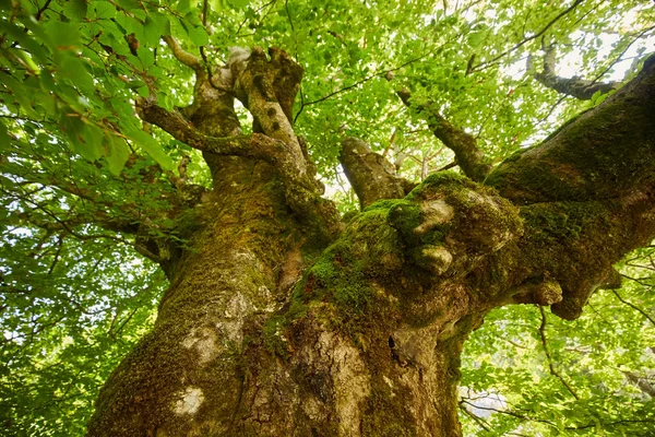 Enorme Árvore Centenária Faia Durante Verão — Fotografia de Stock