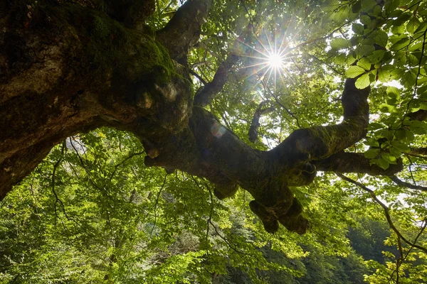 Enorme Centennial Beuken Boom Gedurende Zomermaanden — Stockfoto