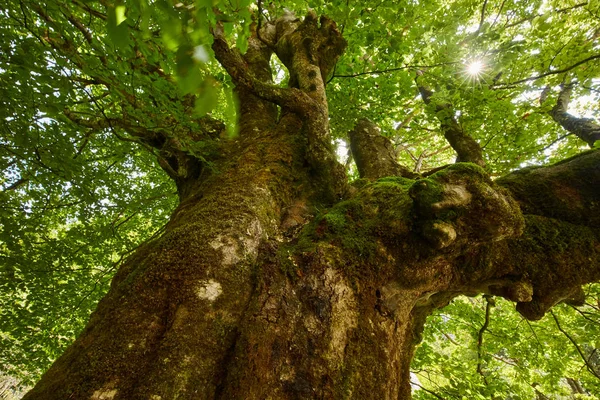 Yaz Boyunca Büyük Sanatının Bir Asırlık Kayın Ağacı — Stok fotoğraf