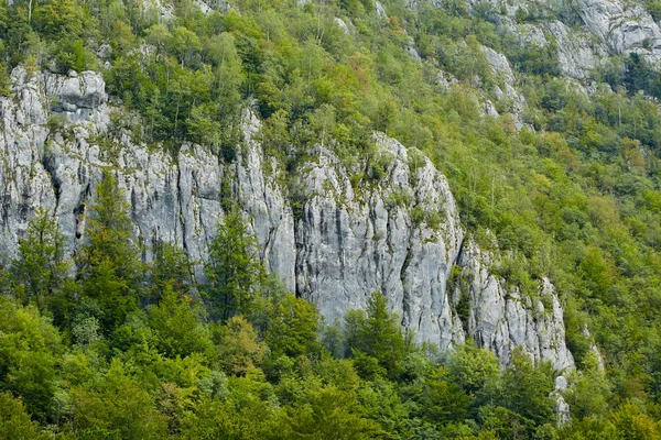 风景与山山顶和森林 — 图库照片